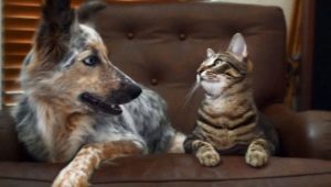 Как да направите приятели на котка и куче в апартамент?