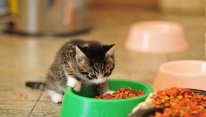 Как да изберем храна за котенца до една година?