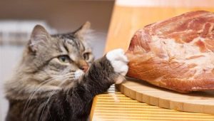 Може ли котка да се храни сурово месо и какви са ограниченията?