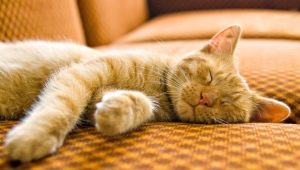 Продължителност и характеристики на съня при котка