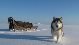 Аляскински маламут: особености на породата, природата и съдържанието