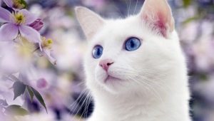 Бели котки със сини очи: характерна ли е глухотата за тях и какви са те?