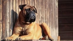 Булмастиф: характеристика и отглеждане на породи кучета