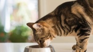 По какво се различава стерилизираната храна за котки от нормалната?