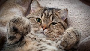 Интересни факти за котките и котките