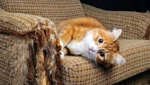 Как да отбием котка да къса мебели и тапети?