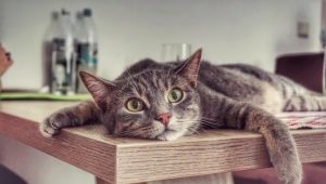 كيف تفطم القطة لتسلق الطاولات؟