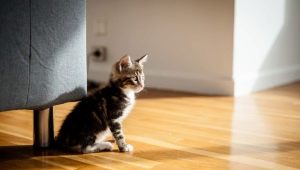 Как да тренираме котка до нов дом?