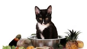 Как да изберем вегетарианска и веганска храна за котки?
