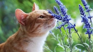 Какви миризми не харесват котките?