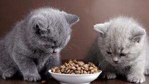 Кога и как на котенце може да се дава суха храна?