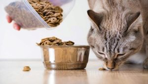 Може ли на котките да се дава храна за кучета?