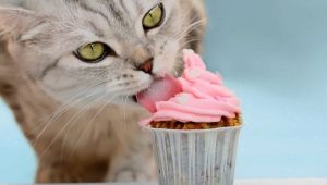Могат ли котките да са сладки и защо?