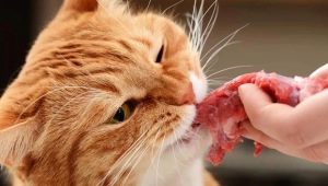 Характеристики на естественото хранене за котки