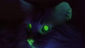 Защо котките светят в тъмното?