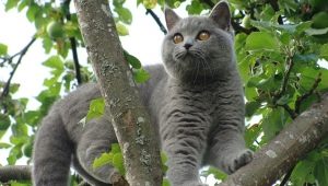 Сивите котки: характер и тънкости на отглеждане