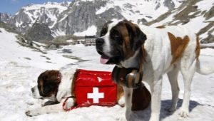Спасителни кучета: разнообразие от породи, функции за обучение
