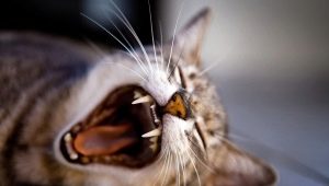 Котешки зъби: количество, структура и грижа