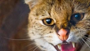Агресия при котки и котки: основните причини и методи за решаване на проблема
