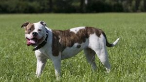 Американски породи кучета: сортове и съвети за селекция