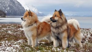 Eurasiers: описание на породата на кучетата, темперамент и основни грижи