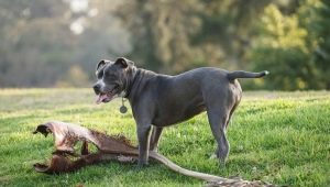 Гладки породи кучета: описание и нюанси на отглеждане