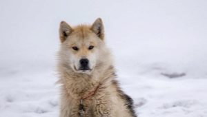 Гренландски кучета: характеристики и съдържание на породата