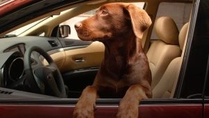 Как да транспортираме куче в кола?