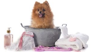 Може ли куче да се мие с човешки шампоан?