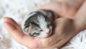Новородени котенца: правила за развитие и грижи