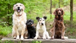 Породи за кучета: описание и избор