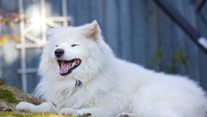 Пухкави кучета: Преглед на породата