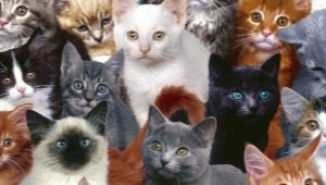 Разнообразие от породи котки