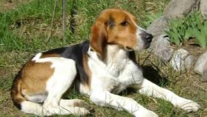 Руско гончо куче: описание и правила за държане
