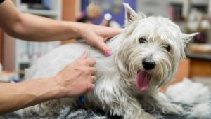 Подстригване на кучета: какво е това и как се извършва процедурата?