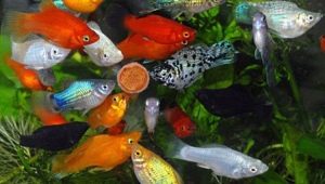 Аквариумни риби от молинси: сортове, подбор, грижа, размножаване