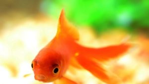Оранжеви аквариумни рибки: сортове, подбор и грижи