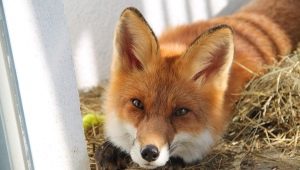 Домашна лисица: колко години живеят, с какво да се хранят и как да се пазят?