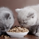 Как да изберем първокачествена суха храна за котки?