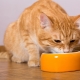 Възможно ли е едновременно да се хранят котка суха и мокра храна?