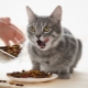Възможно ли е да се храни котка само със суха храна и как да се направи?