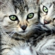 Таби котки: характеристики, породи, подбор и грижи