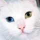 Породи котки с очи с различни цветове и характеристики на тяхното здраве