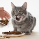 Колко пъти на ден трябва да храните котка и от какво зависи?