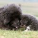 Големи пухкави кучета: характеристики, сортове, подбор и грижи