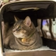 Как да транспортираме котка в самолет?