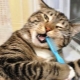 Как да миете зъбите на котка у дома?