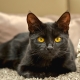 Популярни породи черни котки и котки
