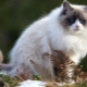 Сиво-бели котки: описание на външния вид и поведението