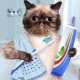 Паста за зъби за котки: видове, избори и съвети за употреба
